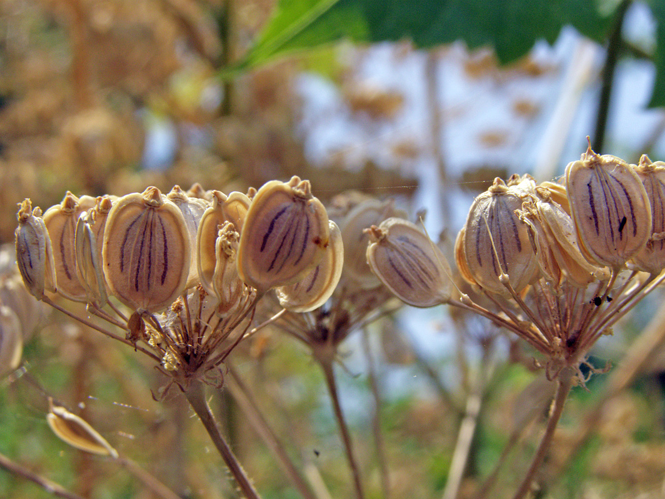 Image of Heracleum sibiricum specimen.