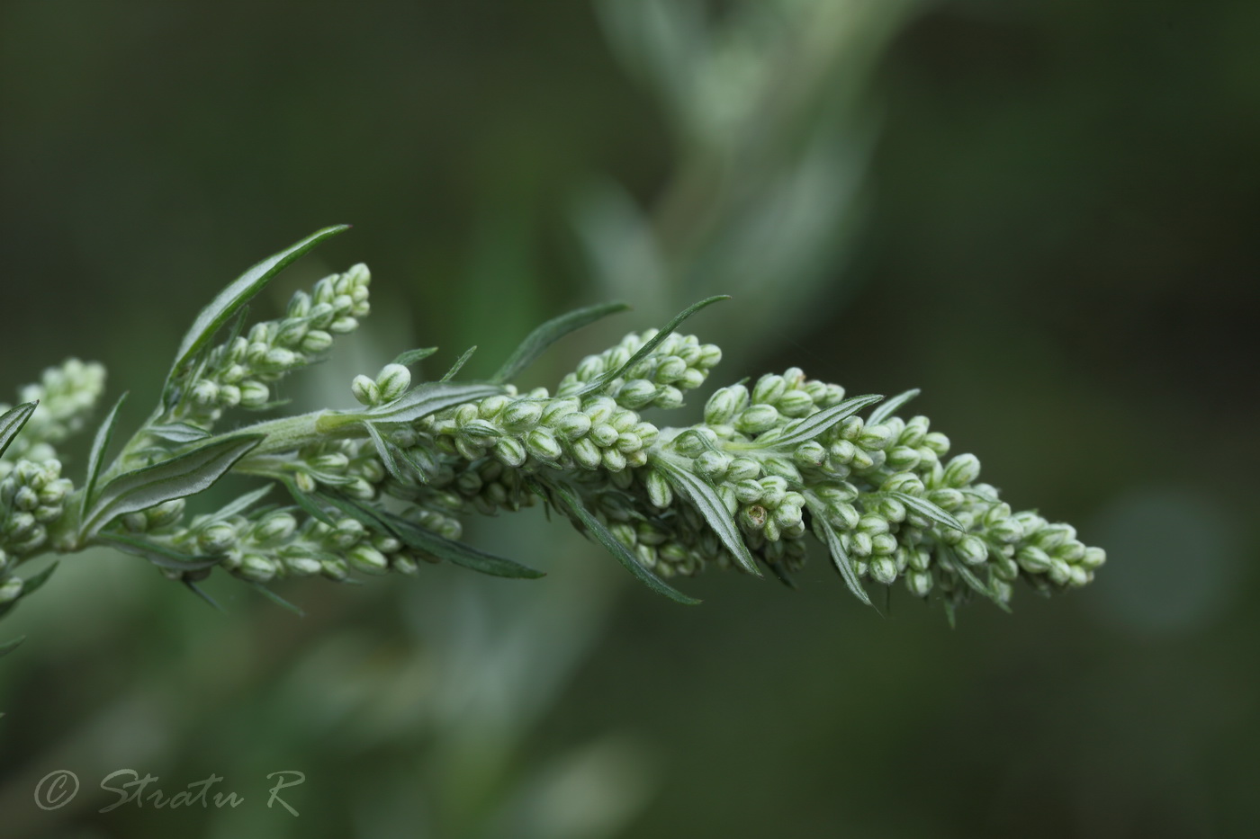 Изображение особи Artemisia vulgaris.