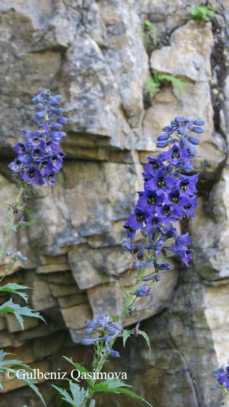 Изображение особи род Delphinium.