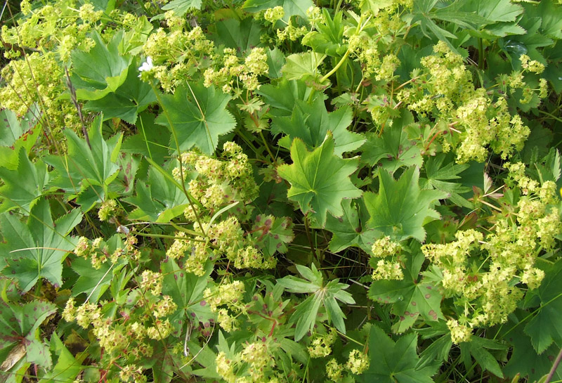 Image of genus Alchemilla specimen.