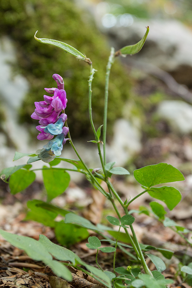 Изображение особи Lathyrus vernus.