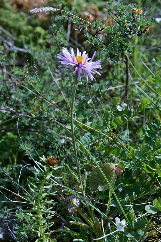 Image of Aster vvedenskyi specimen.