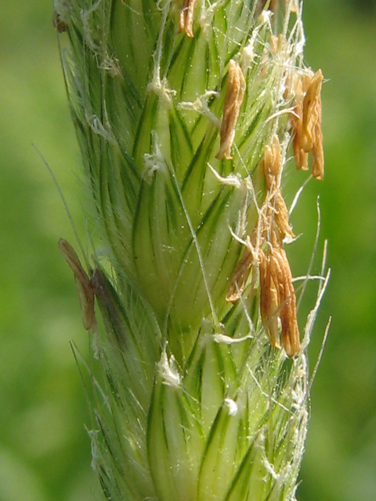 Image of Alopecurus pratensis specimen.