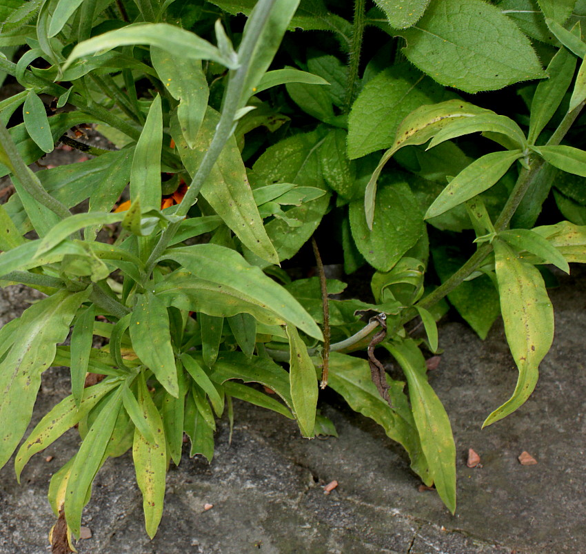 Image of Xerochrysum bracteatum specimen.