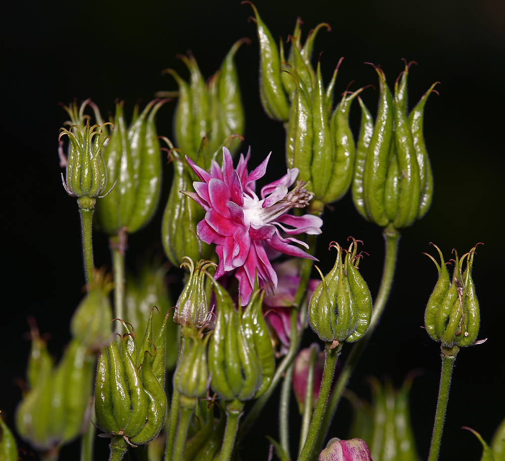 Image of Aquilegia vulgaris var. stellata specimen.