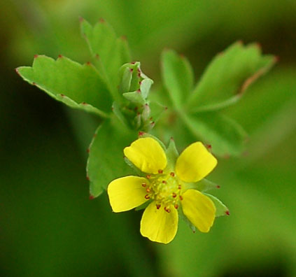 Image of Potentilla centigrana specimen.