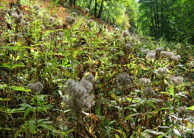 Image of Eupatorium cannabinum specimen.