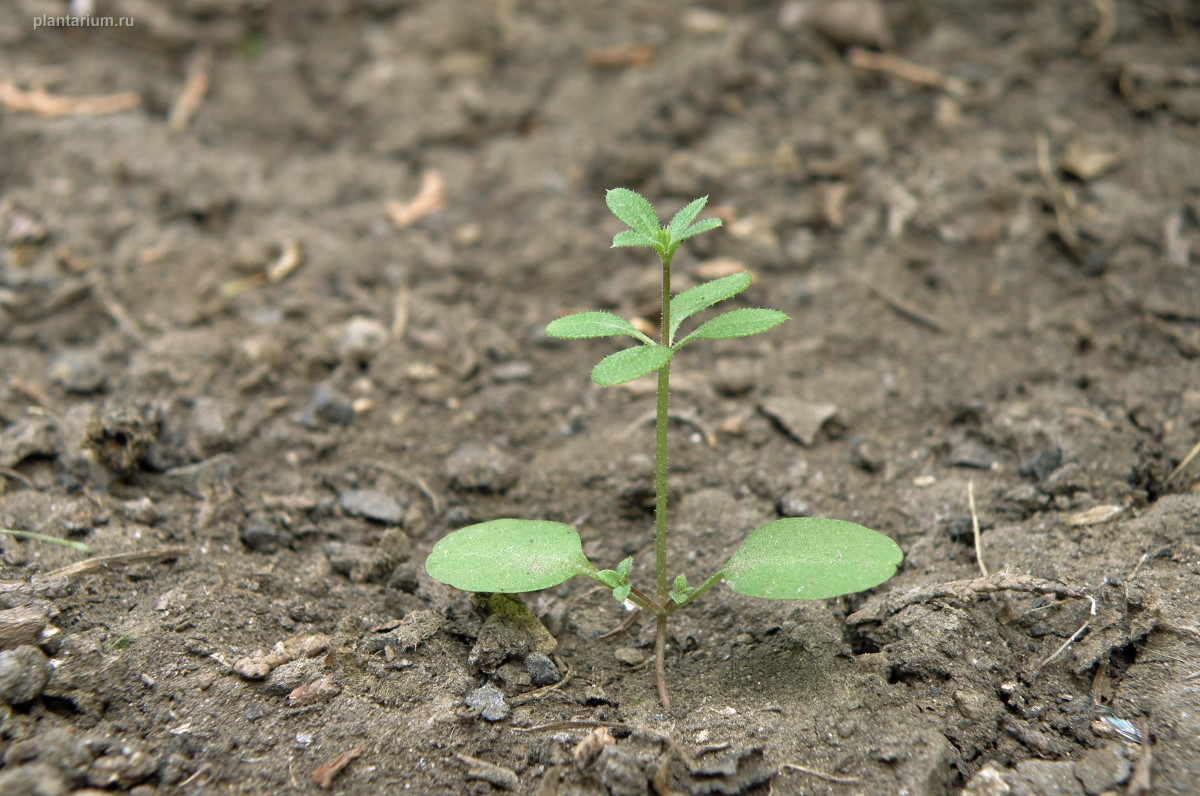 Изображение особи Galium aparine.