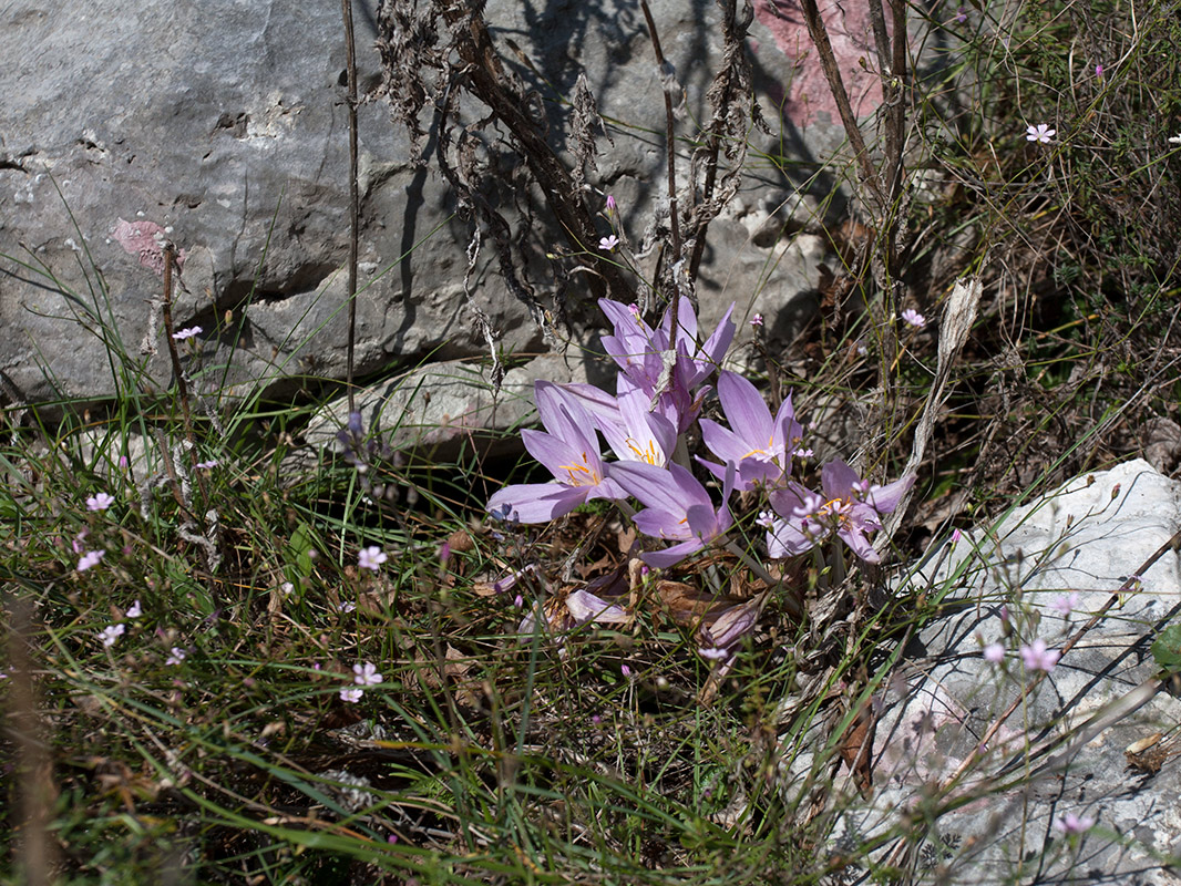 Изображение особи Colchicum autumnale.