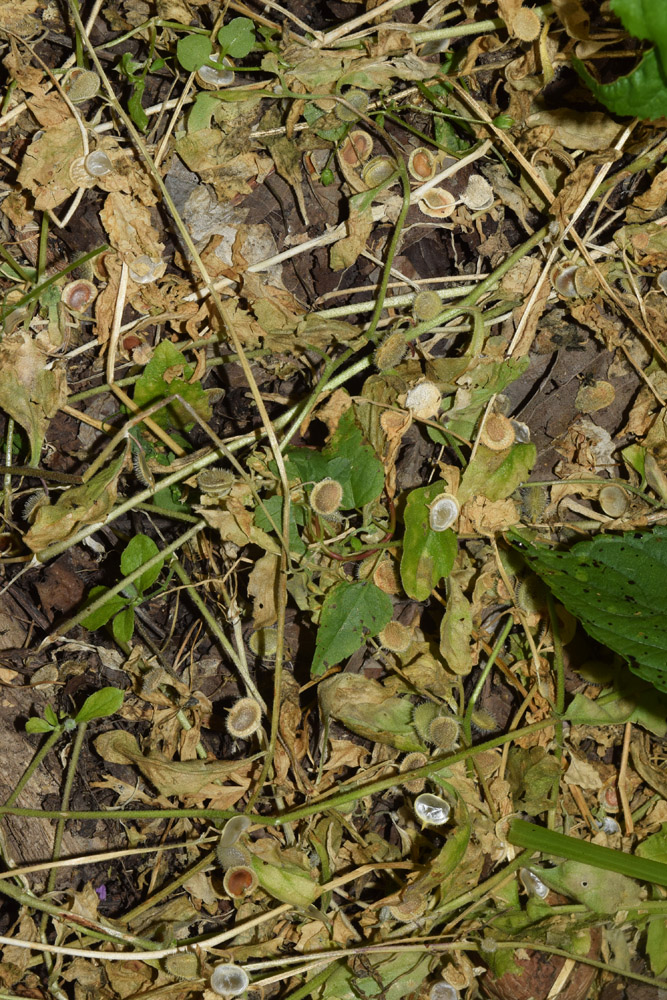 Image of Asperuginoides axillaris specimen.