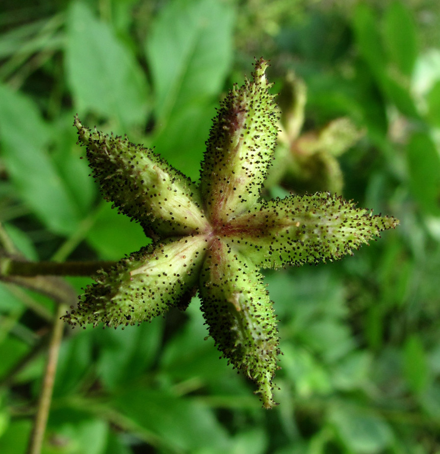 Изображение особи Dictamnus caucasicus.