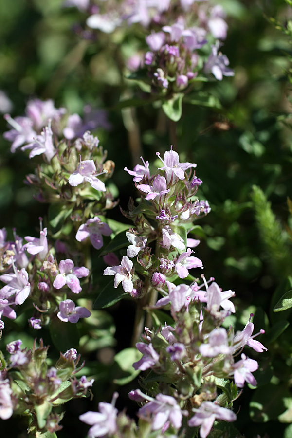 Изображение особи Thymus karatavicus.