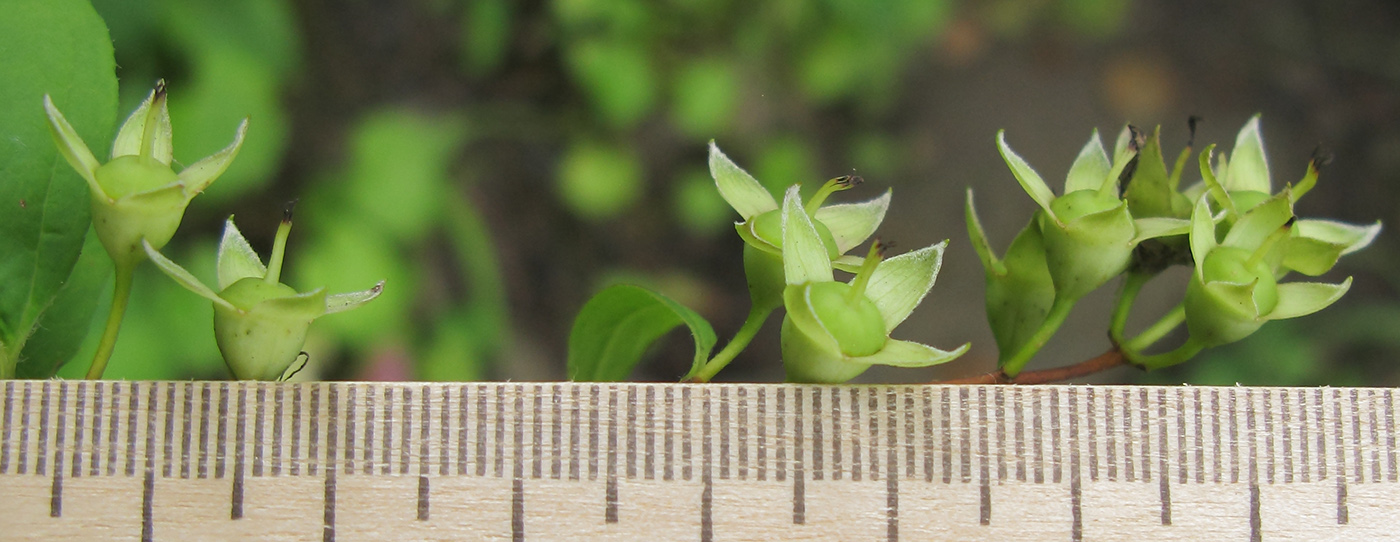 Image of Philadelphus caucasicus specimen.