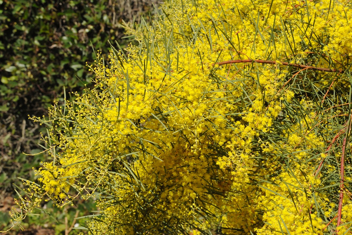 Image of Acacia fimbriata specimen.