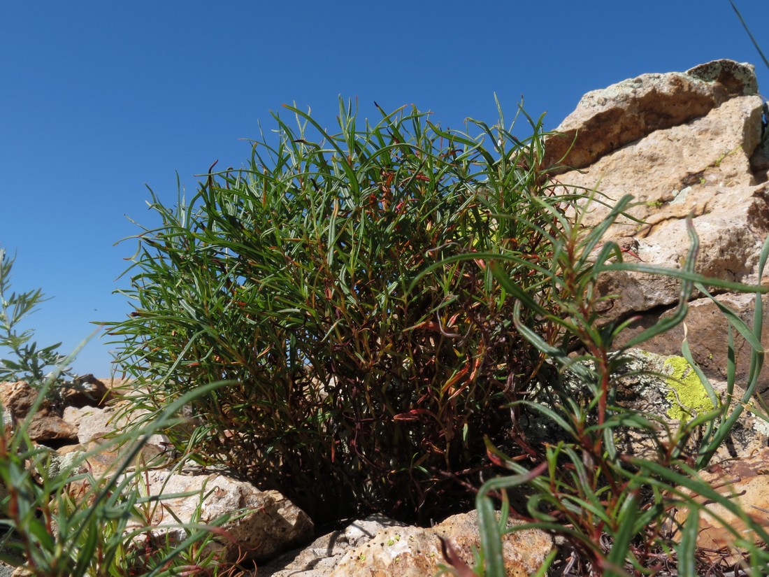 Image of Aconogonon angustifolium specimen.