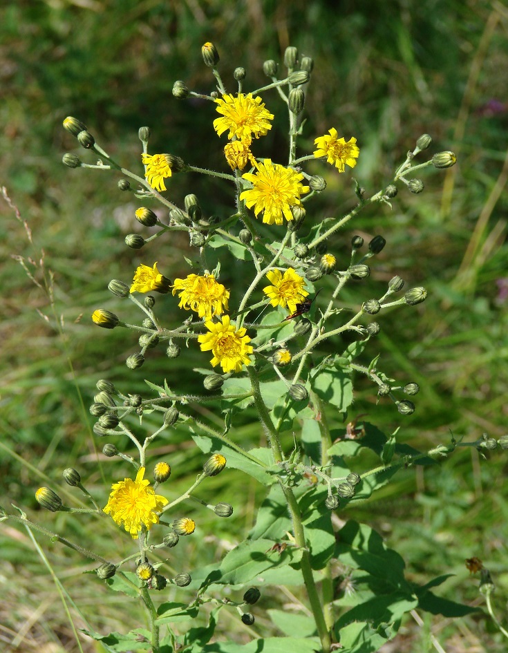 Image of Hieracium krylovii specimen.