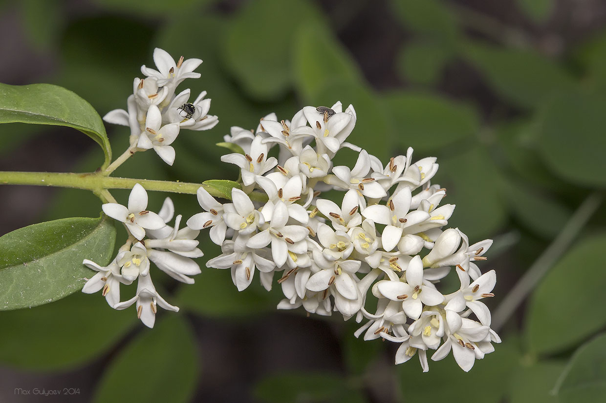 Image of Ligustrum vulgare specimen.