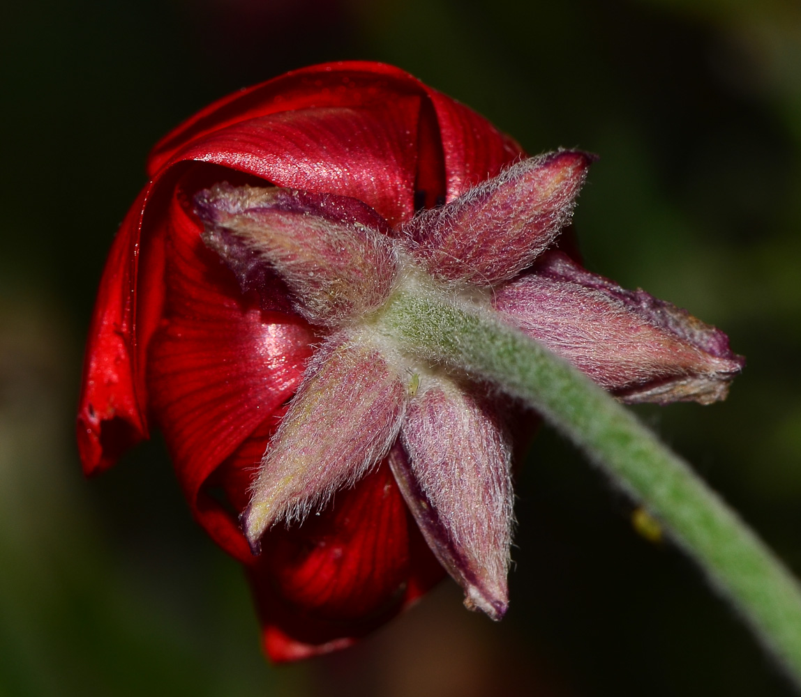 Image of Ranunculus asiaticus specimen.