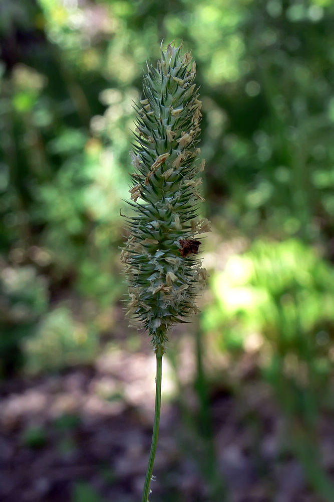 Image of Phleum pratense specimen.