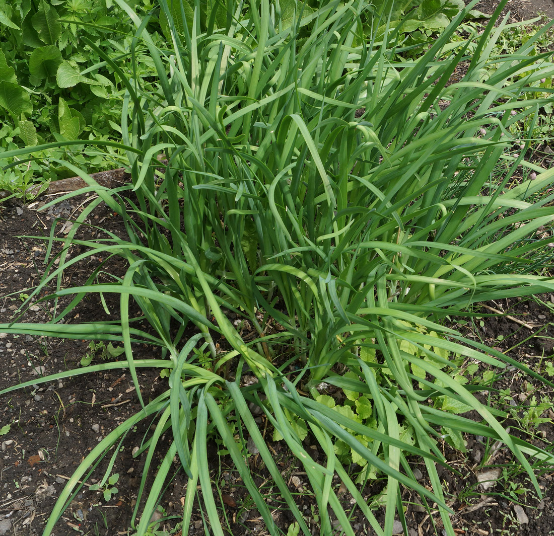 Image of Allium ramosum specimen.