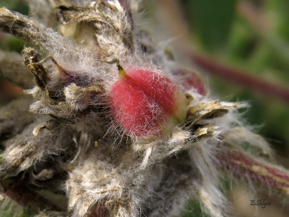 Image of Astragalus dasyanthus specimen.