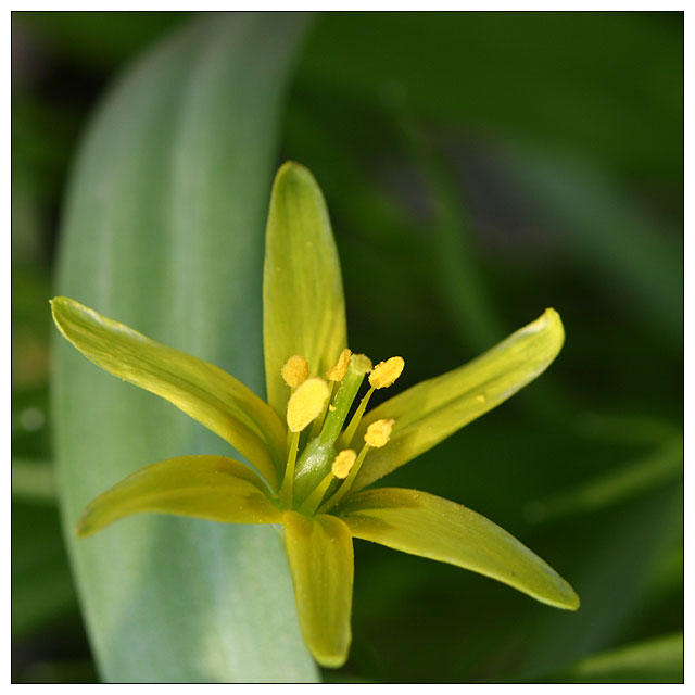 Image of Gagea lutea specimen.