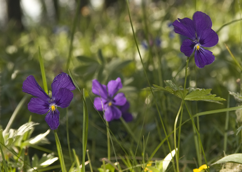 Изображение особи Viola altaica.