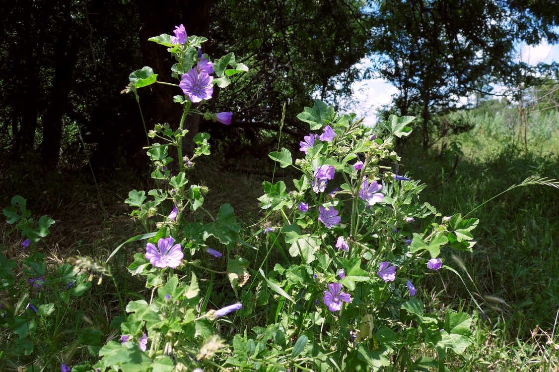 Image of Malva sylvestris specimen.