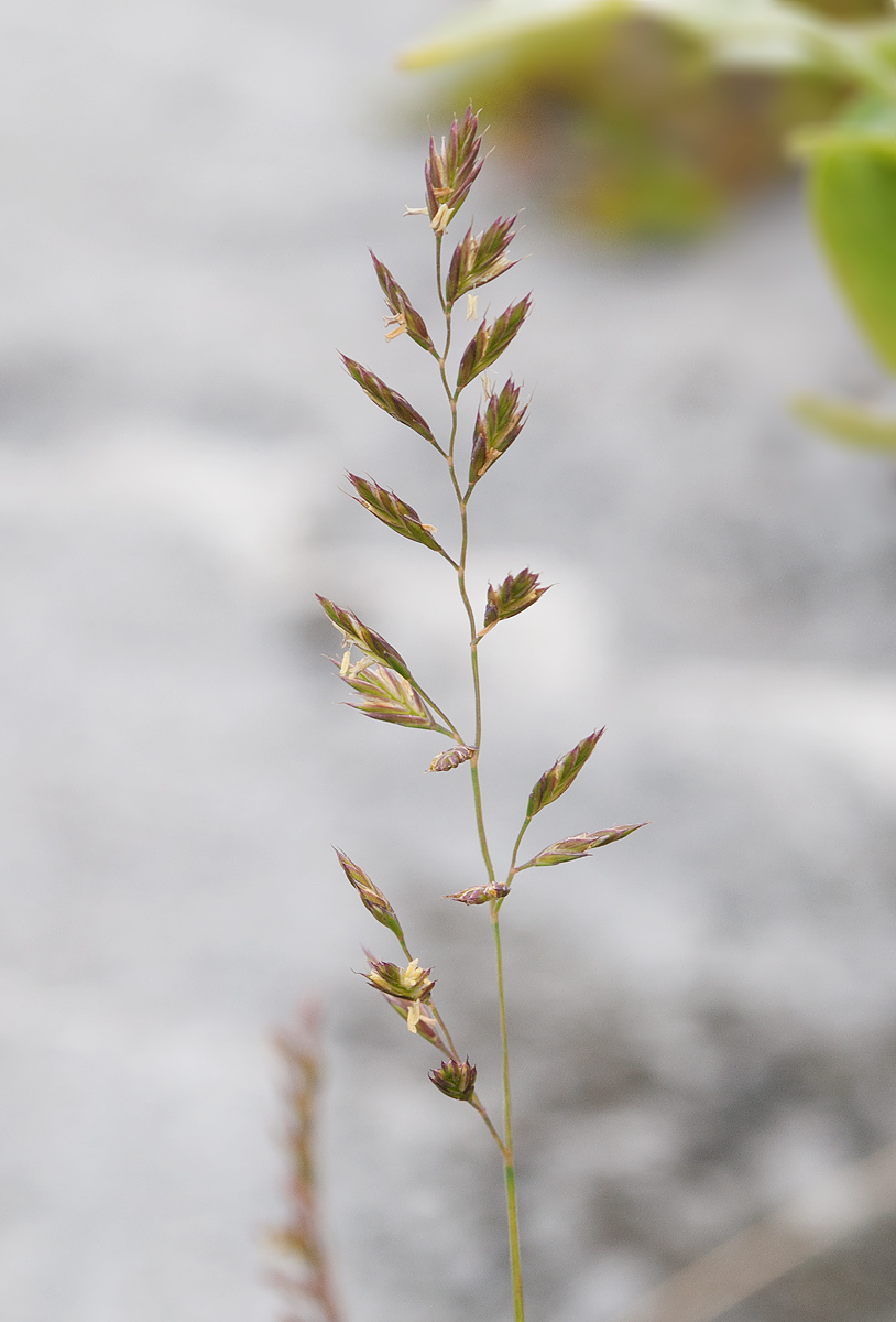 Изображение особи Festuca ovina.