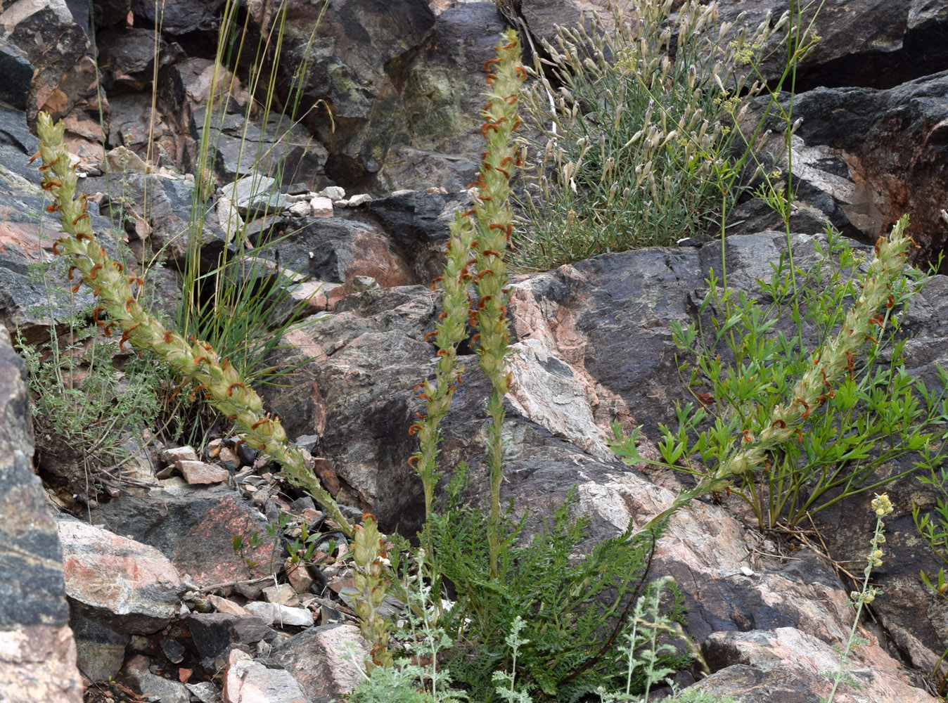 Изображение особи Pedicularis talassica.