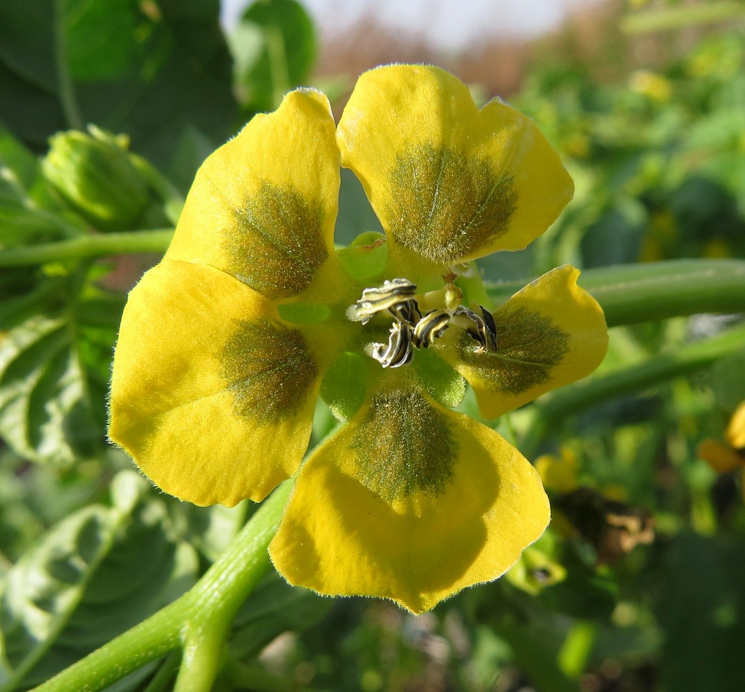 Изображение особи Physalis ixocarpa.