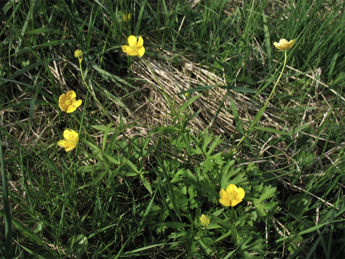 Image of Ranunculus auricomus specimen.