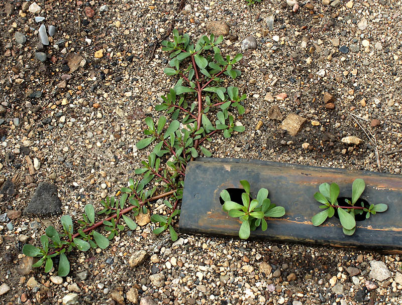 Изображение особи Portulaca oleracea.