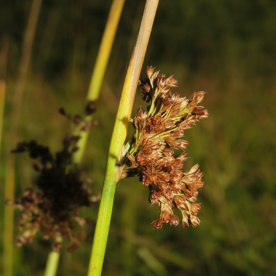 Image of Juncus effusus specimen.