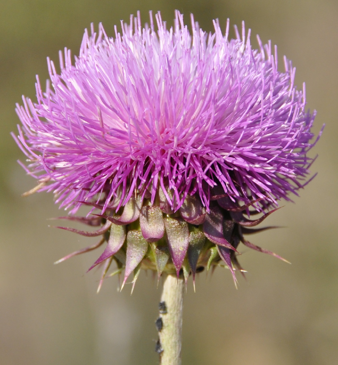 Image of Carduus thoermeri specimen.