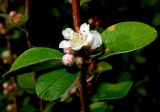 Cotoneaster suavis