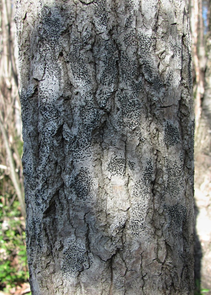 Image of familia Lecideaceae specimen.