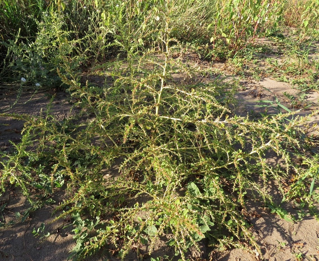 Image of Amaranthus albus specimen.