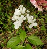 Hydrangea paniculata