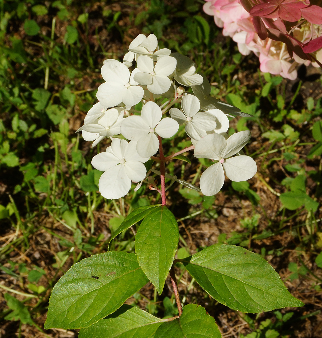 Image of Hydrangea paniculata specimen.