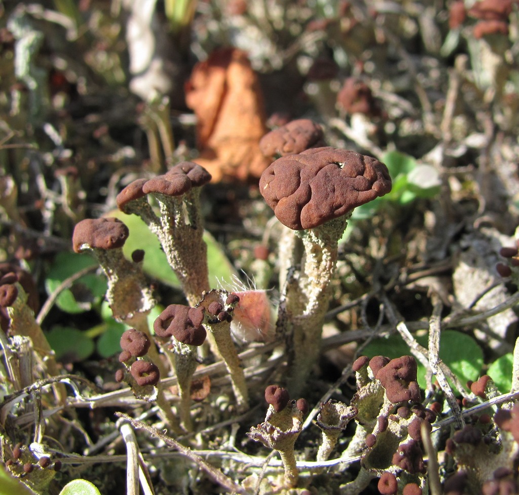 Изображение особи род Cladonia.