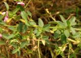 Ononis arvensis subspecies spinescens. Часть веточки с боковыми побегами. Украина, Запорожская обл., Черниговский р-н, долина реки Токмачки, степь. 30.07.2016.