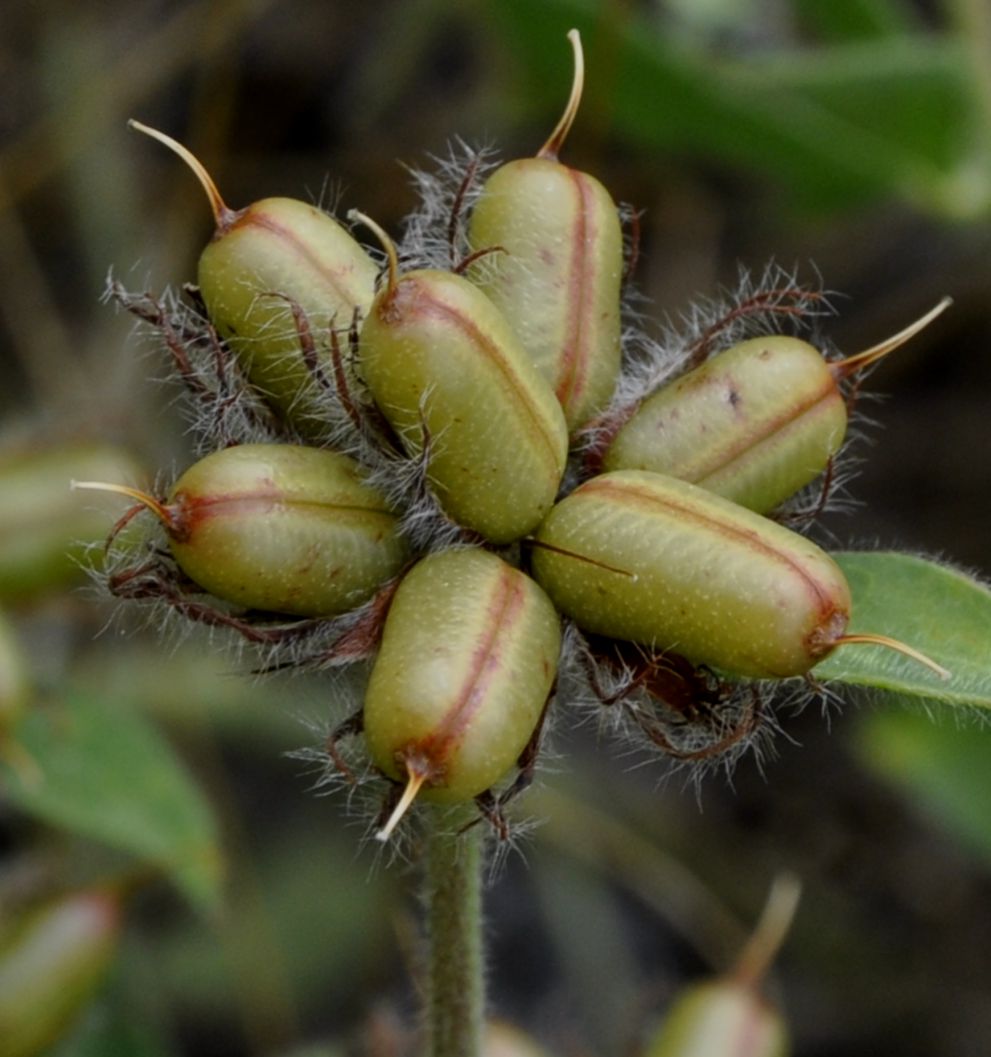 Изображение особи Dorycnium hirsutum.