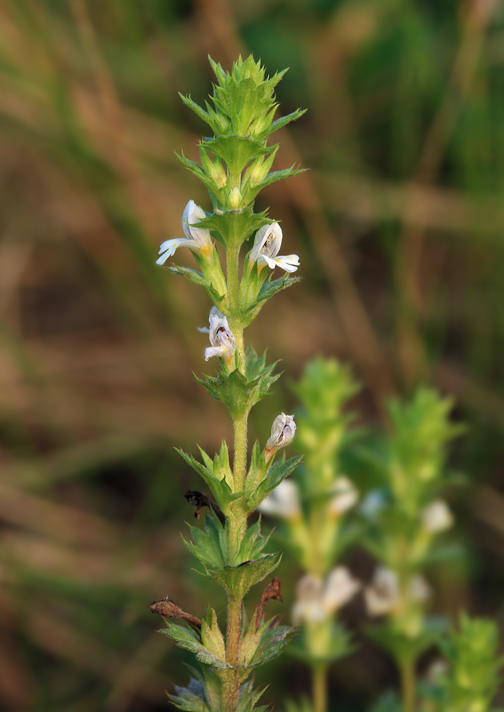 Image of Euphrasia maximowiczii specimen.