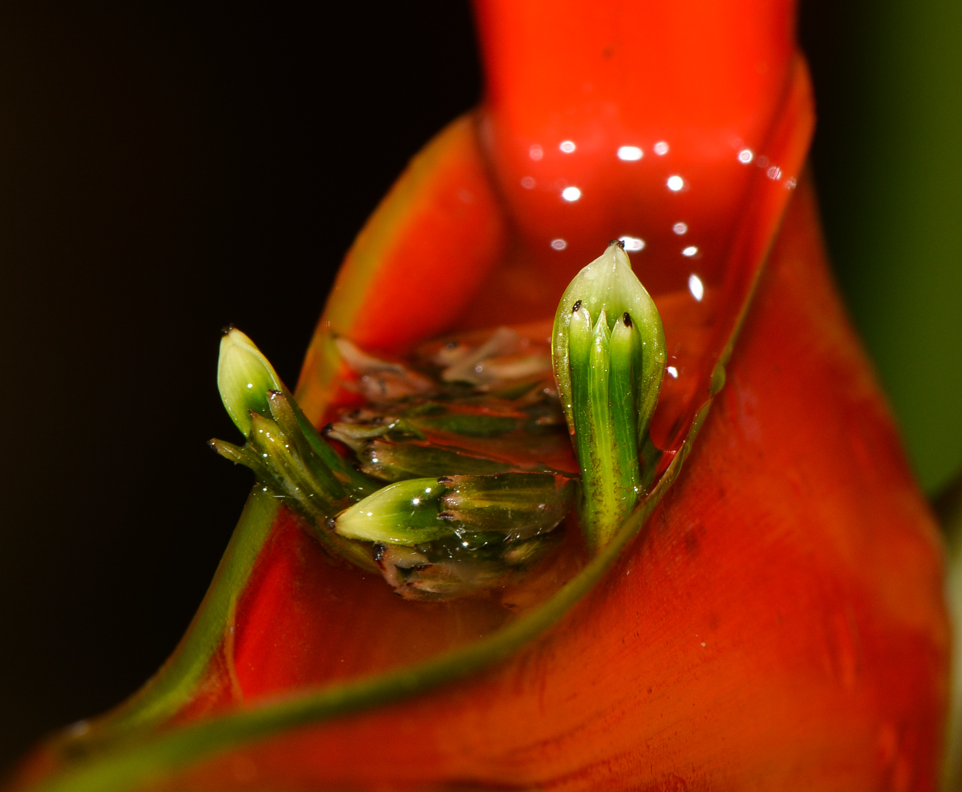 Image of Heliconia stricta specimen.