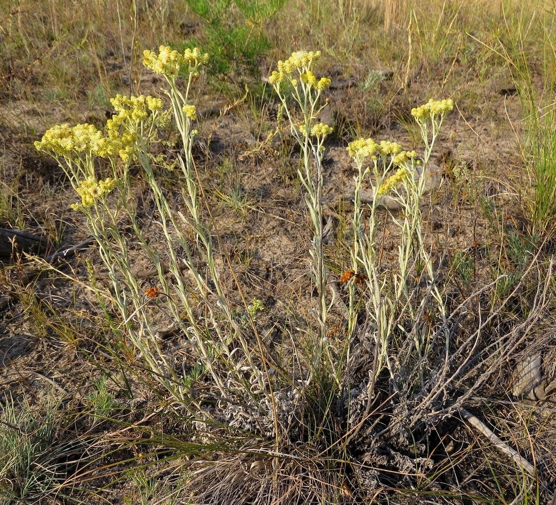 Image of Helichrysum arenarium specimen.