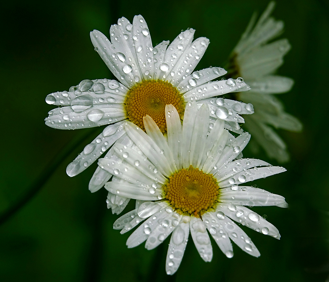 Image of Leucanthemum vulgare specimen.