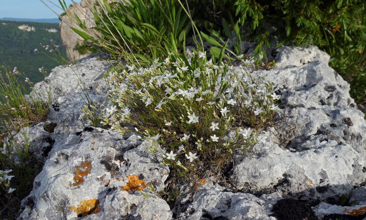 Image of Minuartia buschiana specimen.