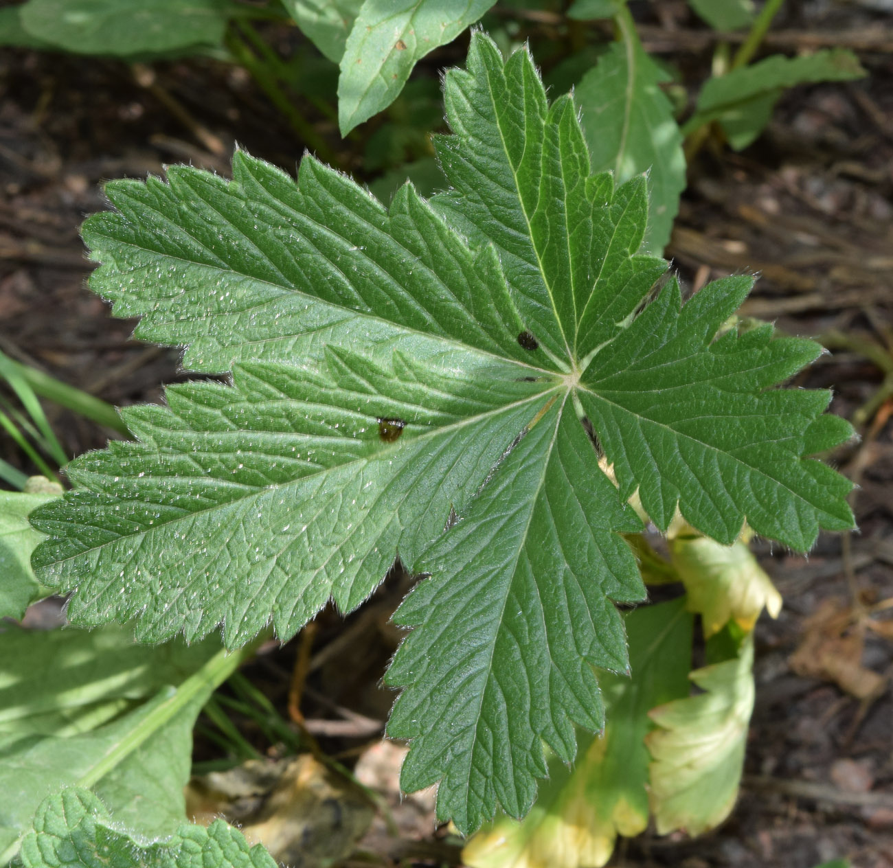 Image of Potentilla asiatica specimen.