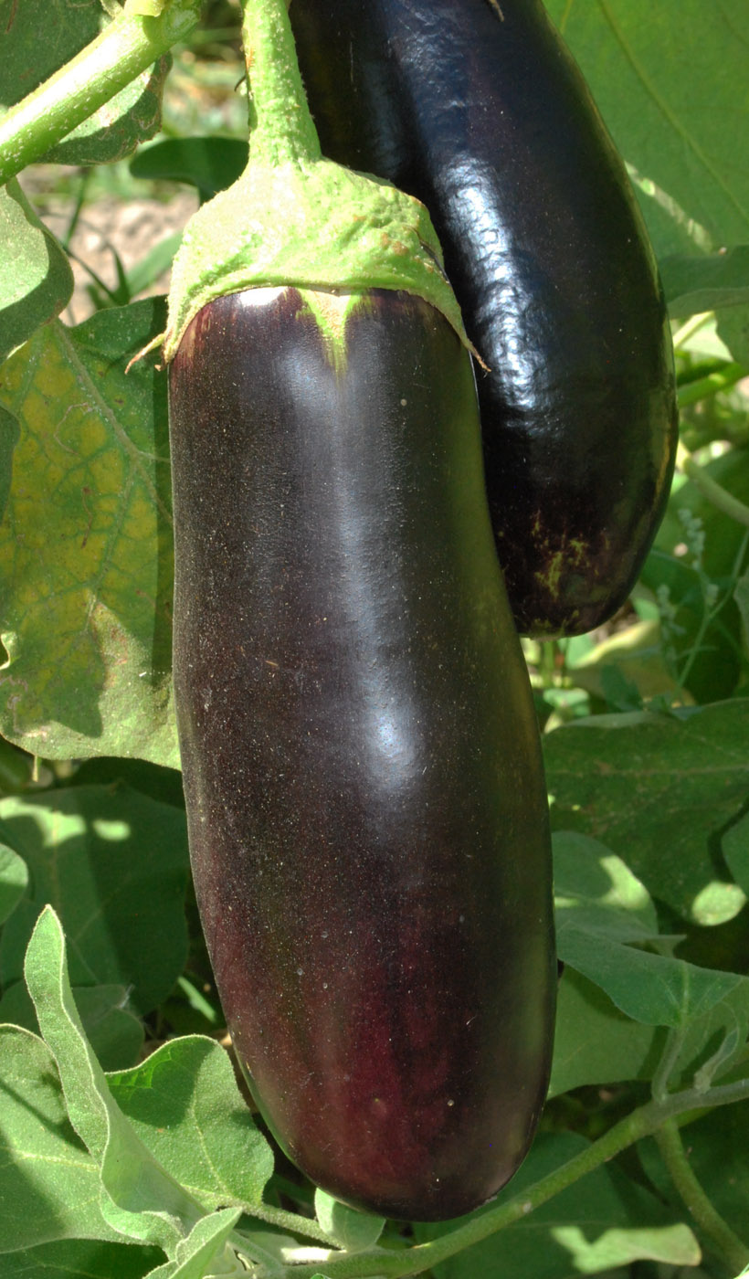 Image of Solanum melongena specimen.